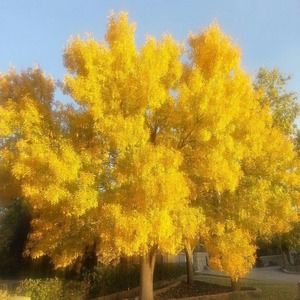 Meet your Posher, Letty